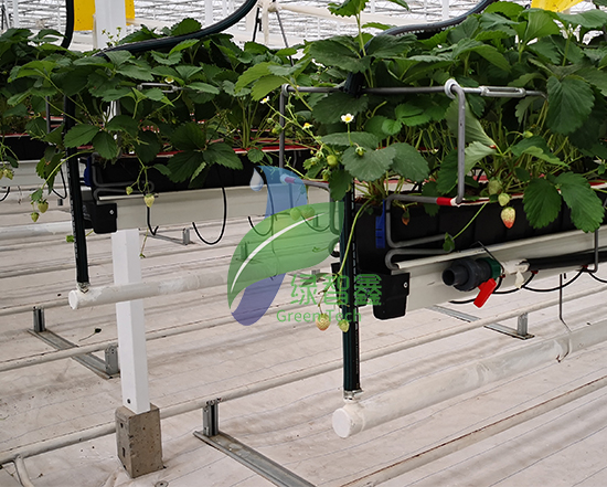 哪些蔬菜可以采取無土栽培？